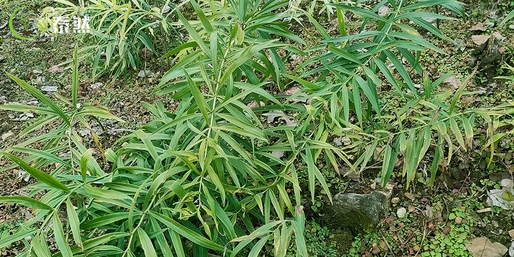 种植高杆大黄精需要注意什么？做好这个细节很关键！